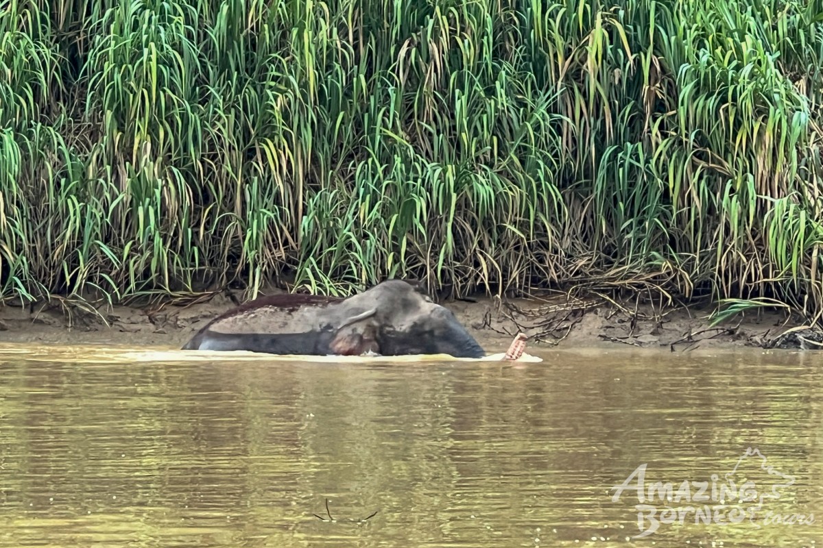 2D1N Tanini Kinabatangan Wildlife & River Cruise Adventure  - Amazing Borneo Tours