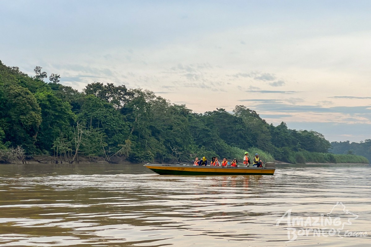 2D1N Tanini Kinabatangan Wildlife & River Cruise Adventure  - Amazing Borneo Tours