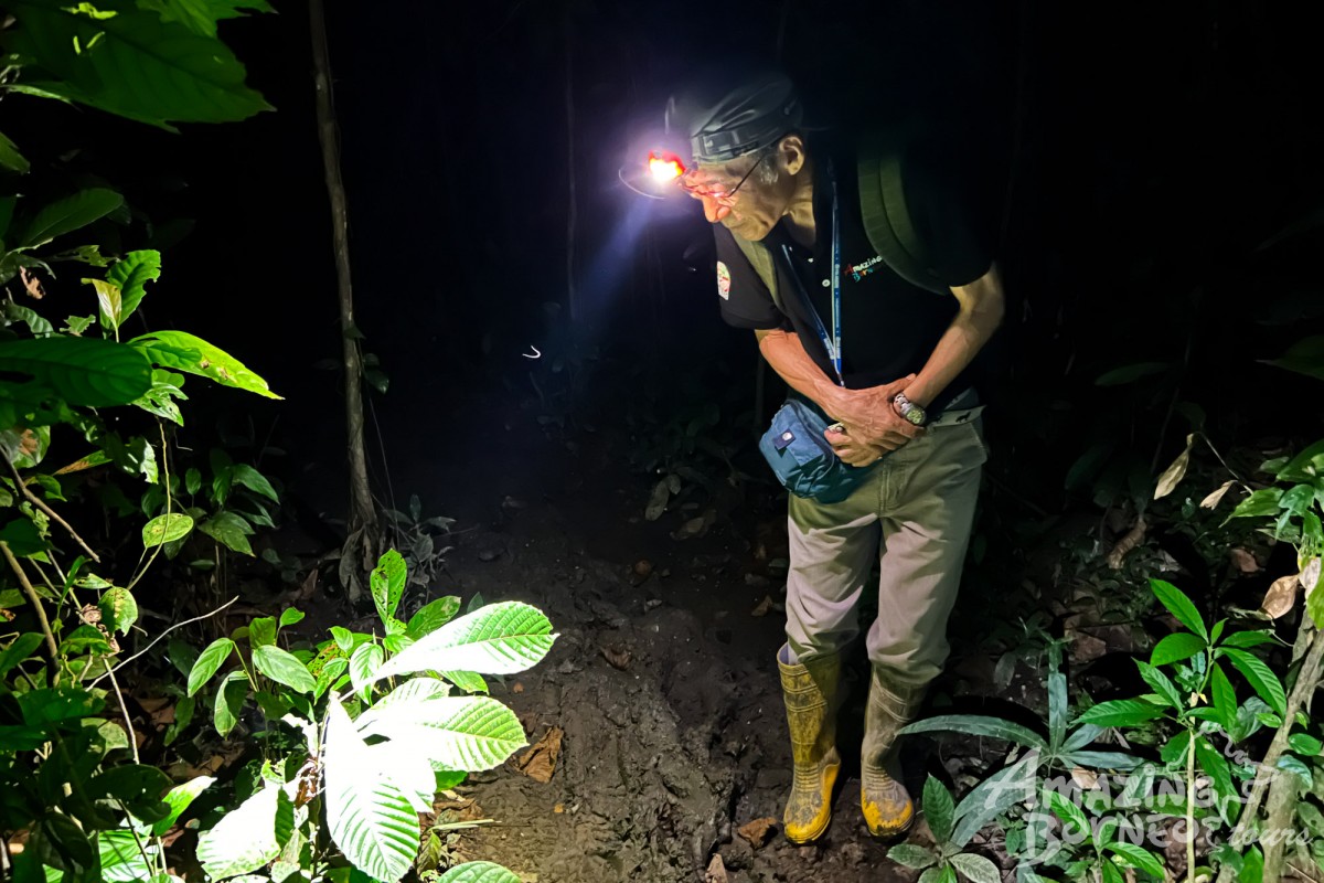 2D1N Tanini Kinabatangan Wildlife & River Cruise Adventure  - Amazing Borneo Tours