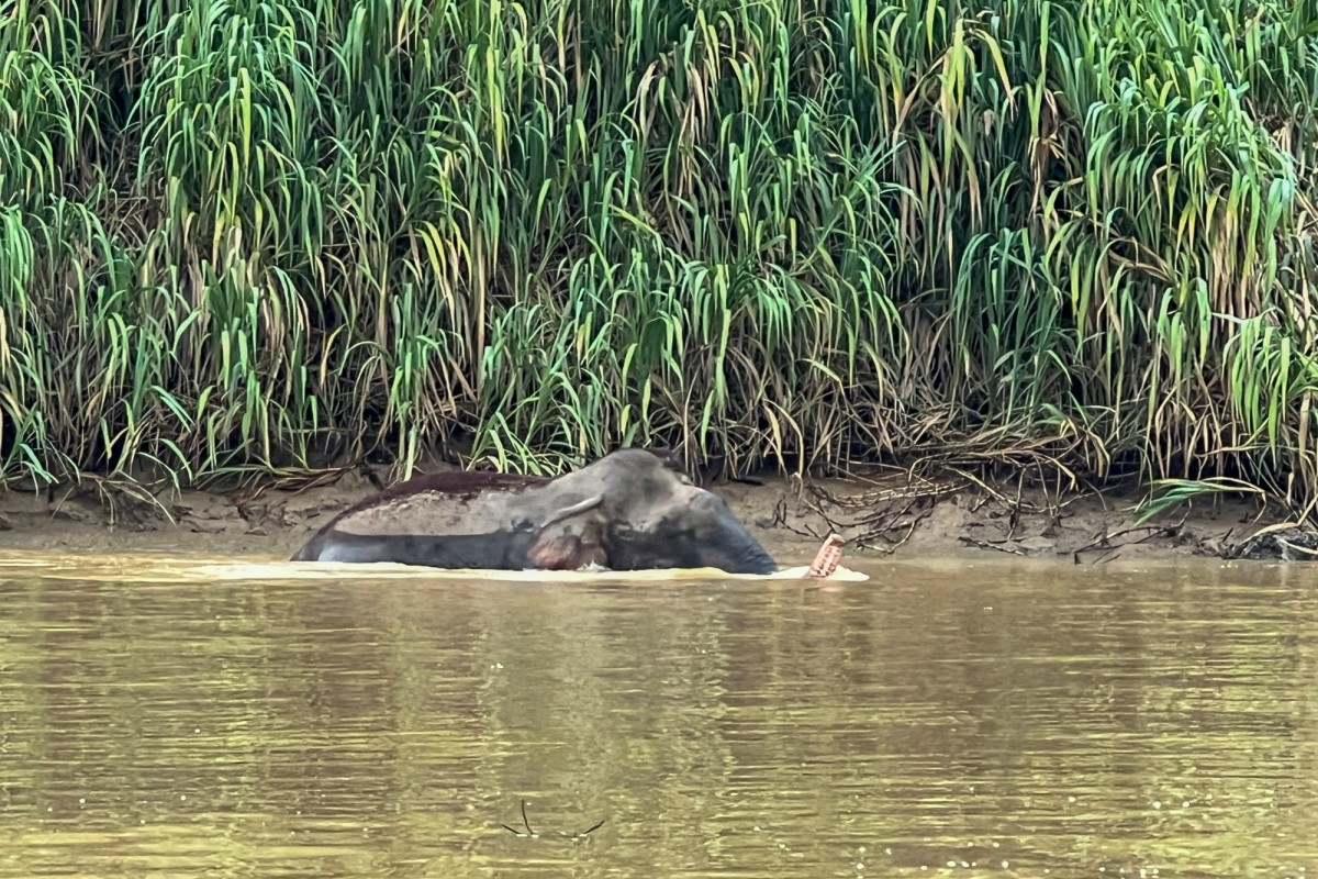 Half Day River Cruise at Tanini Kinabatangan Lodge  - Amazing Borneo Tours