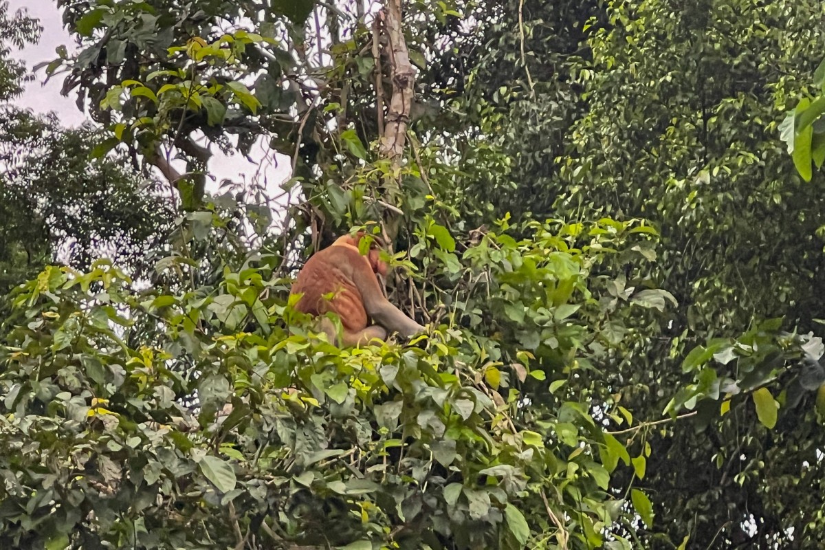 Half Day River Cruise at Tanini Kinabatangan Lodge  - Amazing Borneo Tours