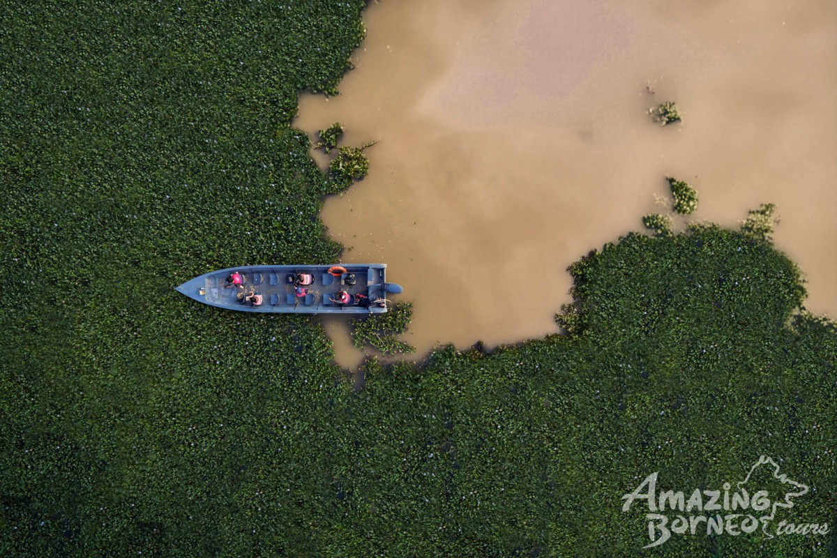 Half Day River Cruise at Tanini Kinabatangan Lodge  - Amazing Borneo Tours