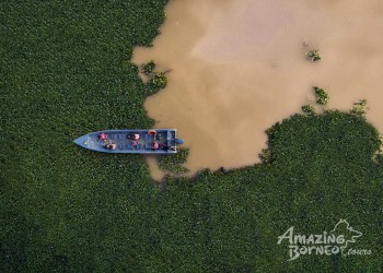 Half Day River Cruise at Tanini Kinabatangan Lodge 
