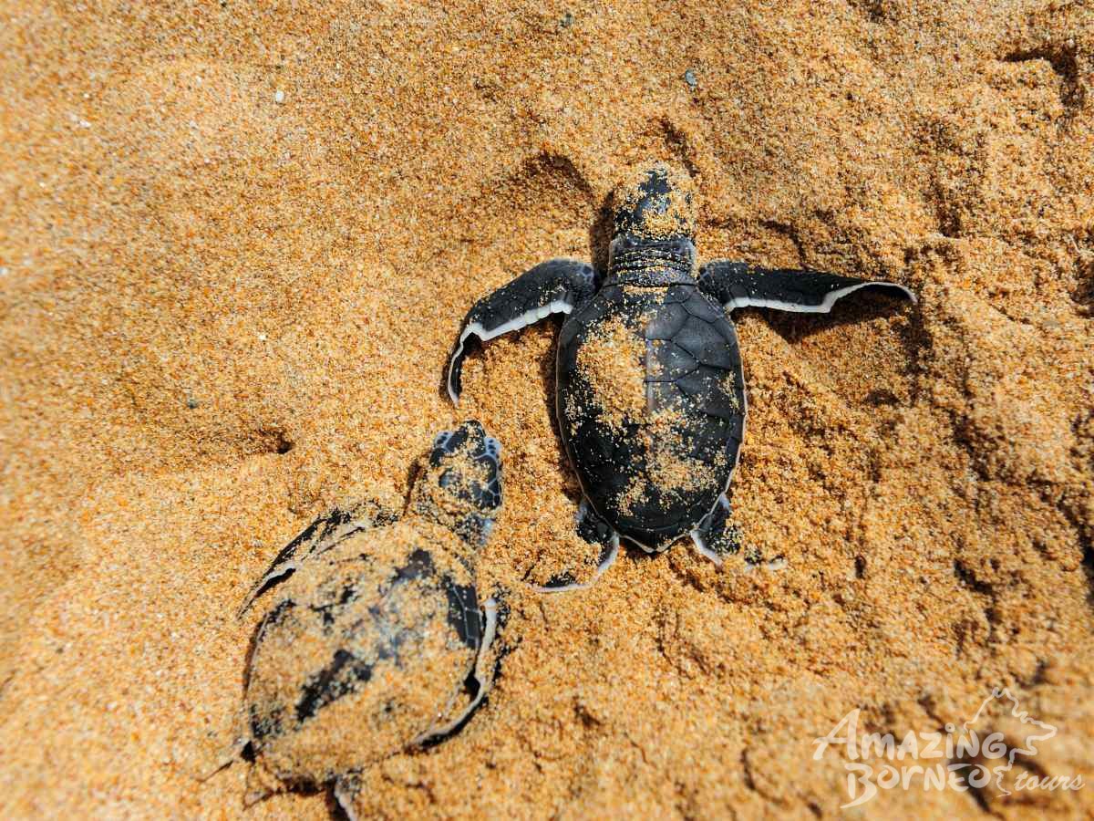 2D1N Sandakan - Selingan Turtle Island Escape - Amazing Borneo Tours