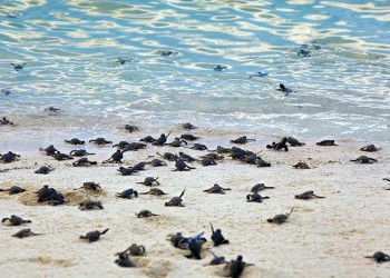 2D1N Sandakan - Selingan Turtle Island Escape