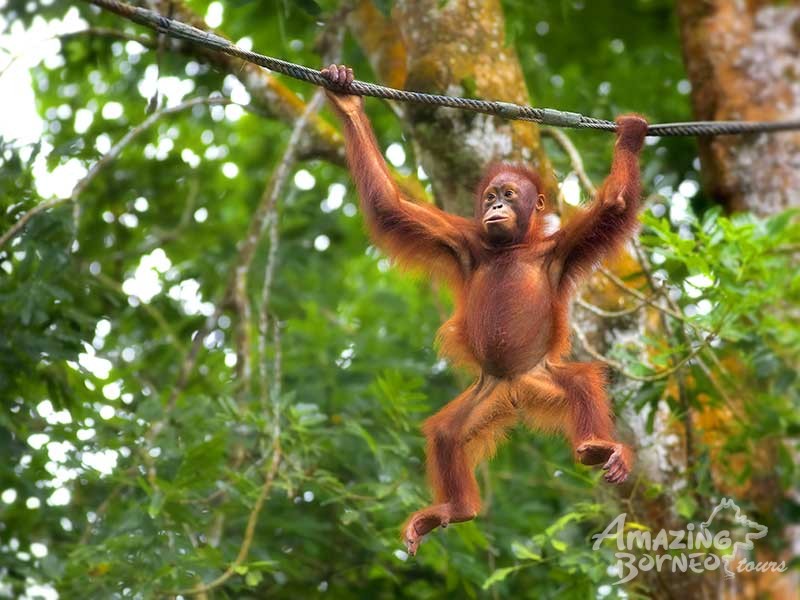 2D1N Sepilok Nature Resort Stay & Tour - Amazing Borneo Tours