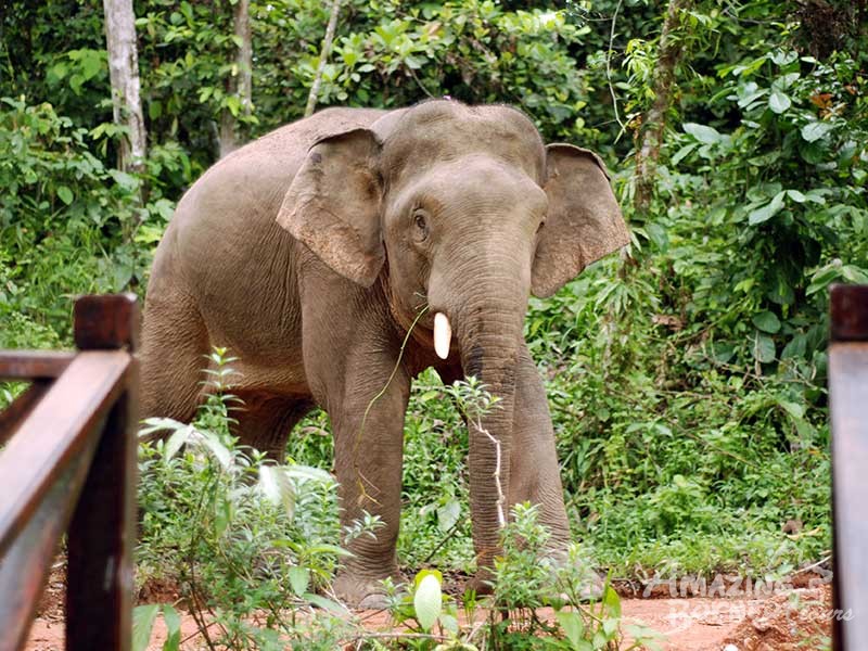 2D1N Tabin Wildlife Encounter - Amazing Borneo Tours