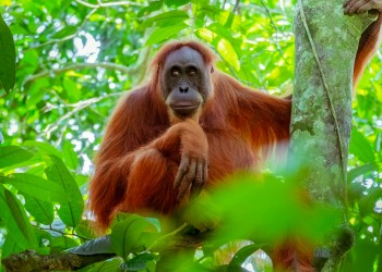 4D3N Kuching Nature, Culture & Wildlife Tour: Orangutans, Caves, Longhouse & Borneo Keranji Farmstay