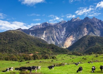 5D4N Kota Kinabalu & Kundasang Tour: Sabah Tea Plantation & Firefly River Cruise