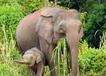 2D1N Bilit Adventure Lodge: Kinabatangan River Cruises, Sepilok Orangutan & Bornean Sun Bear