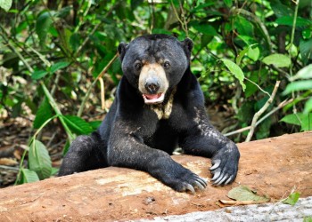3D2N Bilit Adventure Lodge: Kinabatangan River Cruises, Sepilok Orangutan & Bornean Sun Bear