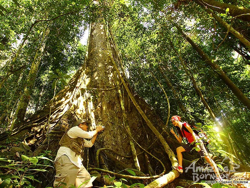 3D2N Borneo Rainforest Lodge - Danum Valley Rainforest Beauty Experience - Amazing Borneo Tours
