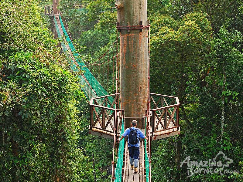 3D2N Borneo Rainforest Lodge - Danum Valley Rainforest Beauty Experience - Amazing Borneo Tours