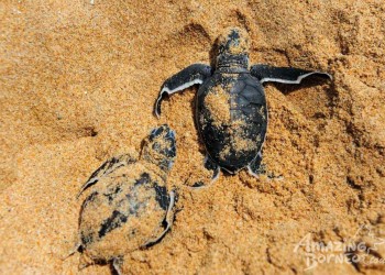 5D4N Selingan Turtle Island & Kinabatangan River Cruise Safari with Sepilok Orangutan & Bornean Sun Bear
