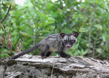 2D1N Tanini Civet Safari with Kinabatangan River Cruises