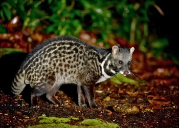 3D2N Tanini Civet Safari with Kinabatangan River Cruises