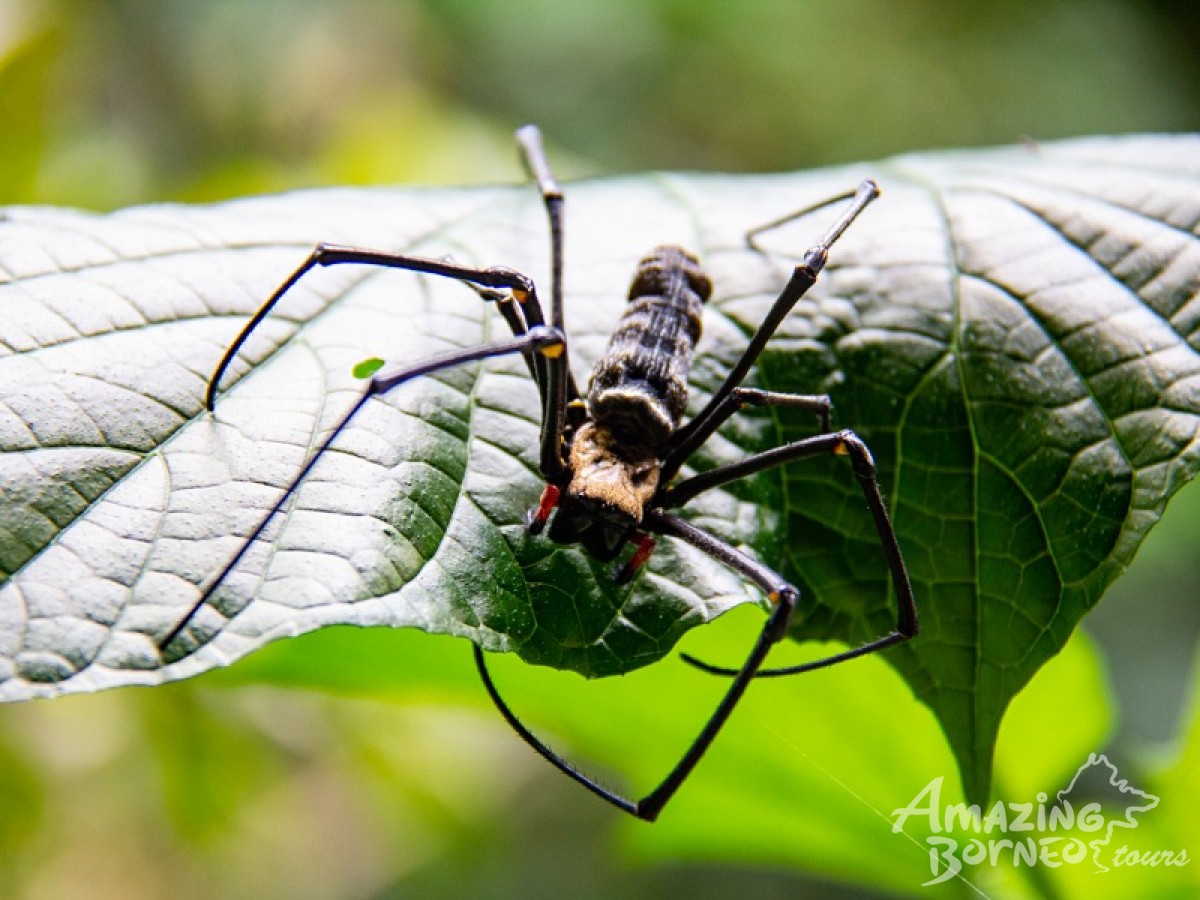 4D3N Borneo Rainforest Lodge - Danum Valley Rainforest Adventure - Amazing Borneo Tours