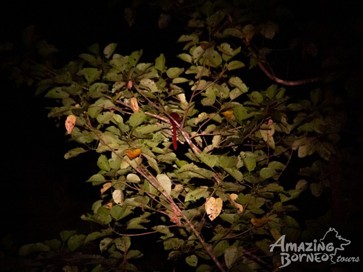 4D3N Borneo Rainforest Lodge - Danum Valley Rainforest Adventure - Amazing Borneo Tours