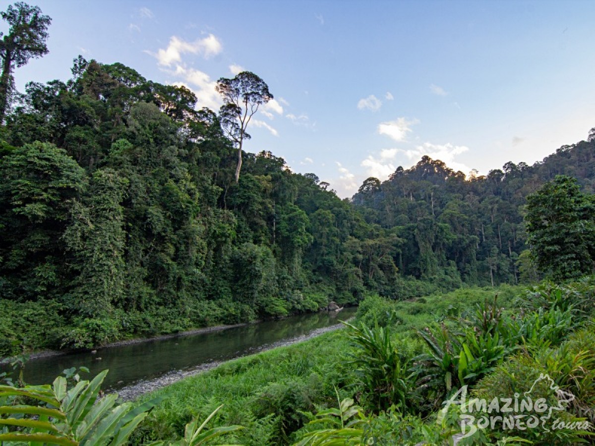 borneo rainforest tour