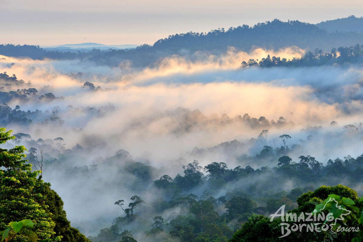 4D3N Borneo Rainforest Lodge - Danum Valley Rainforest Adventure - Amazing Borneo Tours