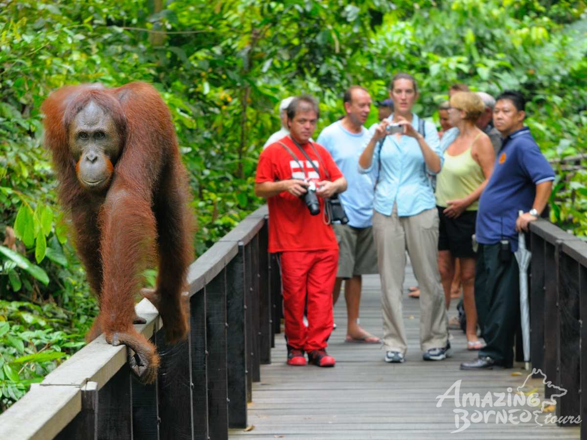 Best of Sabah Adventure - 10 Days - Amazing Borneo Tours