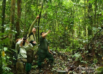 Borneo Wildlife Safari & Resort Retreat - 6 Days