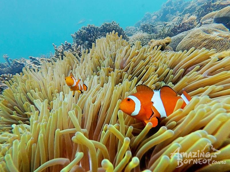 Nemo Sea Walking & Island Visit - Amazing Borneo Tours