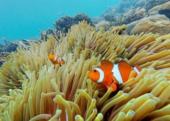 Nemo Sea Walking & Island Visit