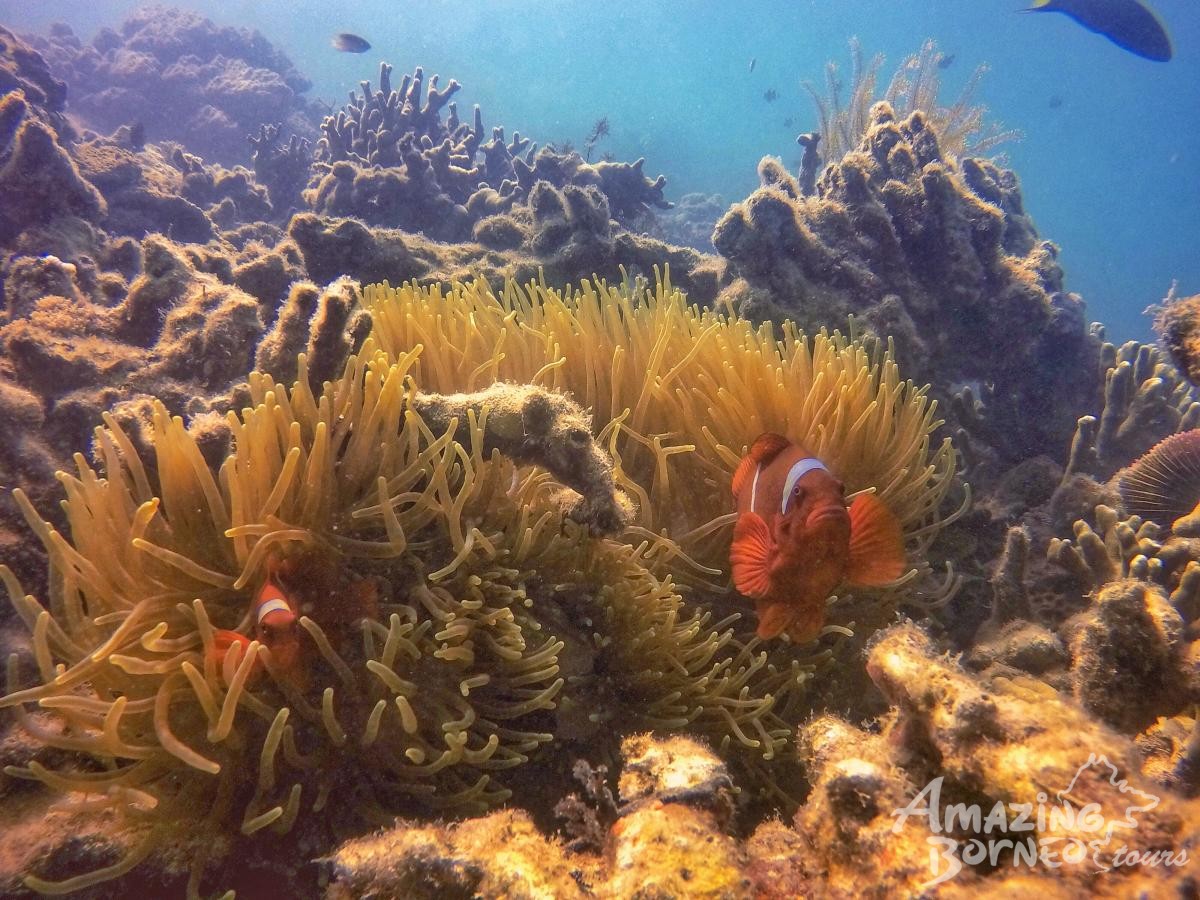 Scuba Diving Adventure (For Cert Diver) - Amazing Borneo Tours