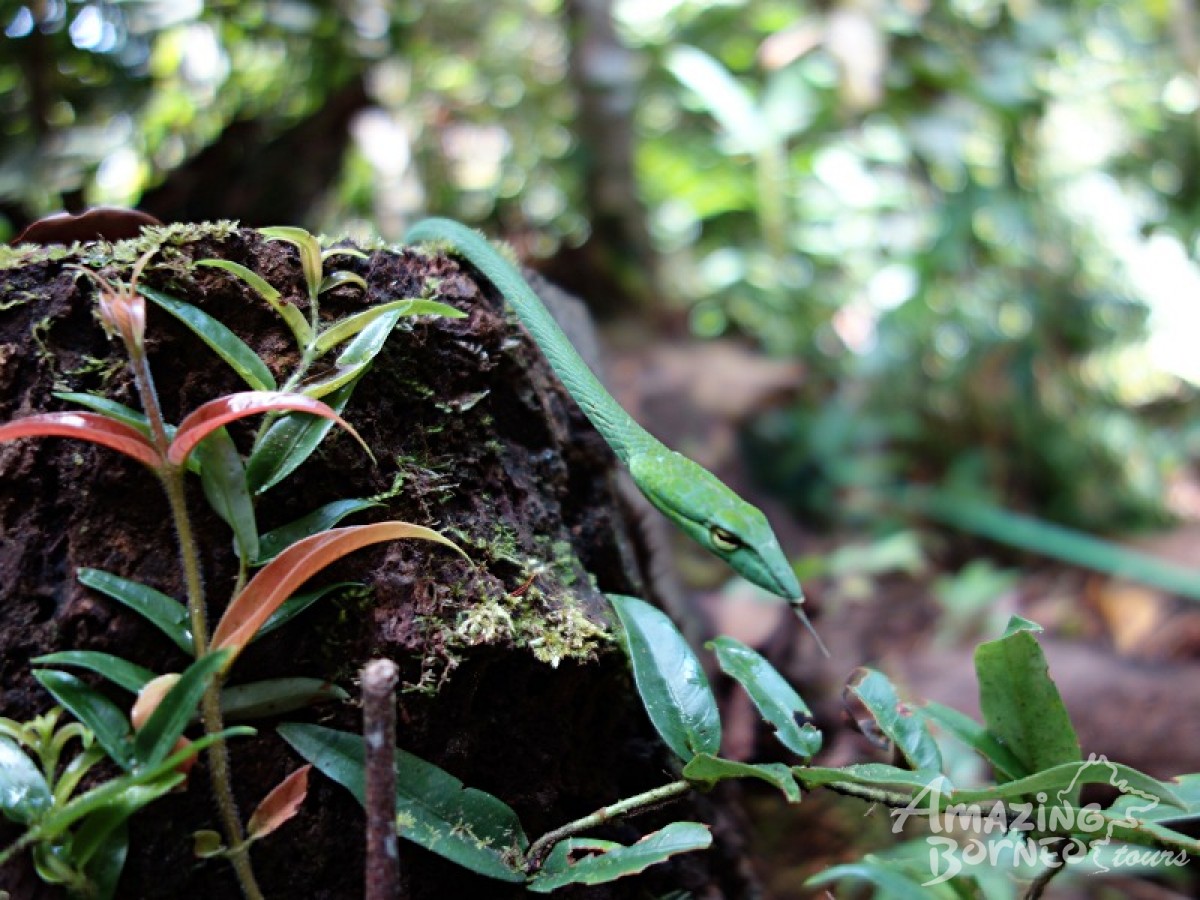Borneo Jungle Trek - 4D3N Maliau Basin (Sabah's Lost World) - Amazing Borneo Tours