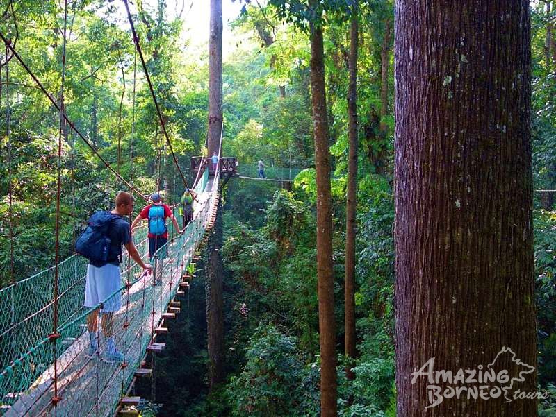 borneo jungle tours