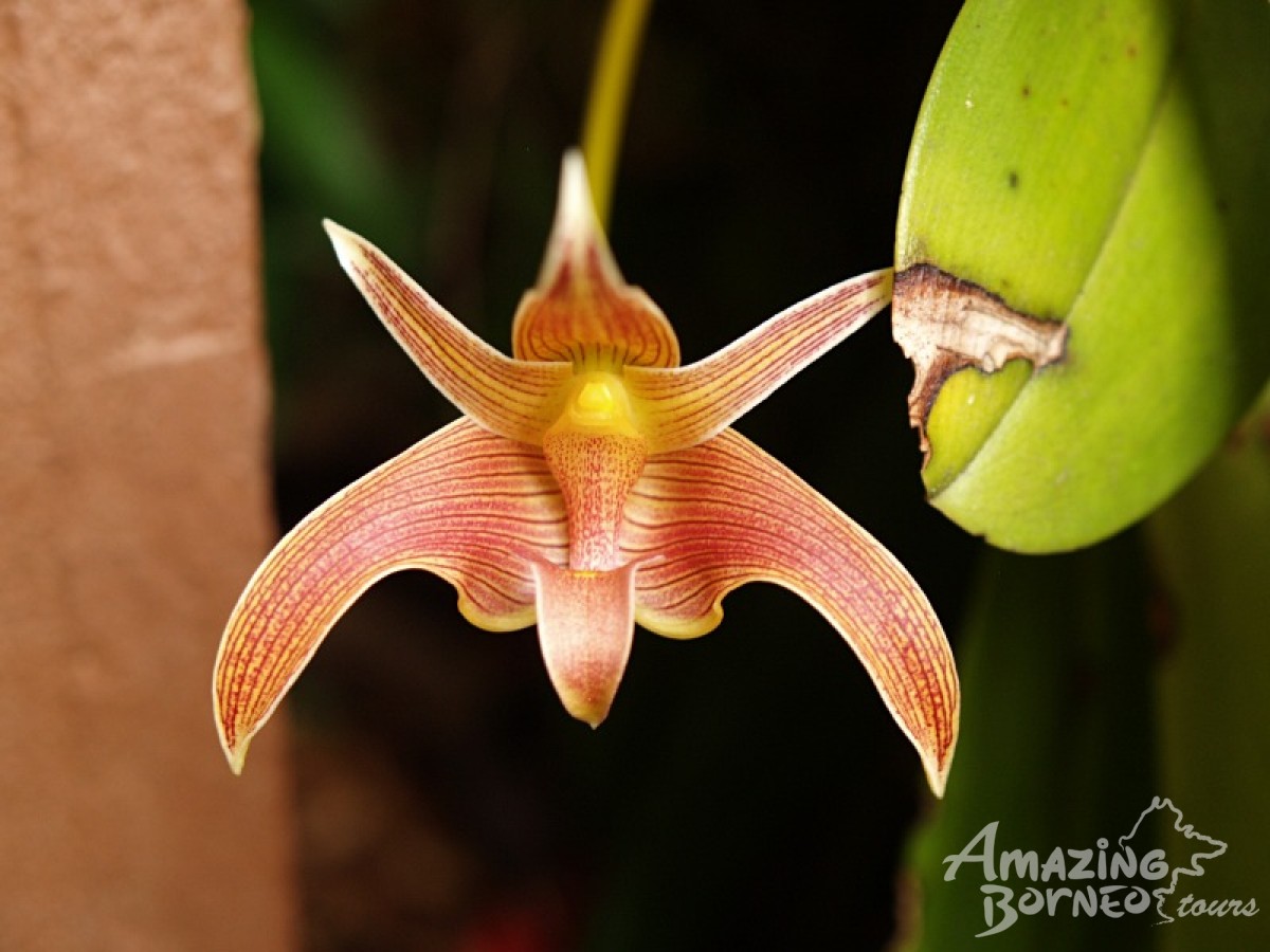Borneo Jungle Trek - 5D4N Maliau Basin (Sabah's Lost World) - Amazing Borneo Tours