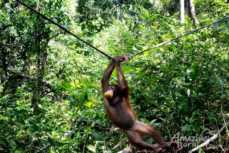 Do your part in protecting the endangered Orang Utan