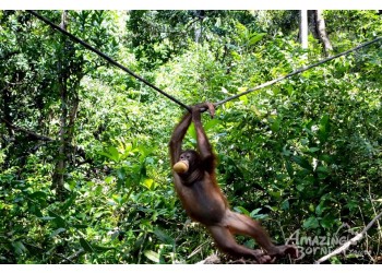 Do your part in protecting the endangered Orang Utan