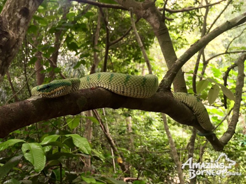 Bornean Keeled Pit Viper