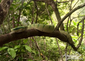 Bornean Keeled Pit Viper