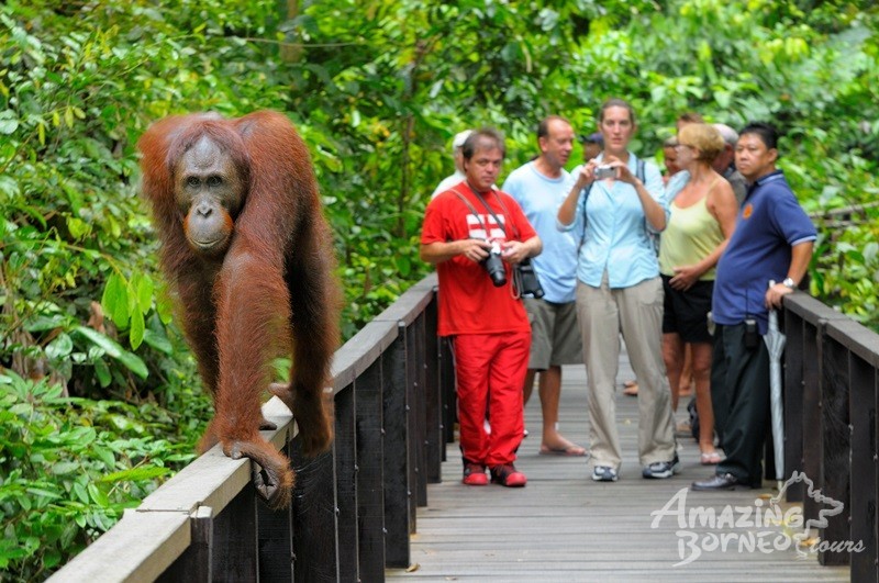 How to Spend Your Chinese New Year Holiday in Sabah