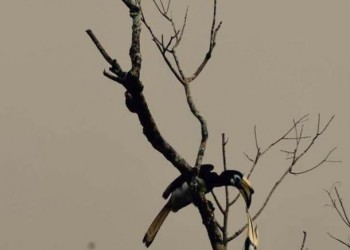 Oriental Pied-Hornbill