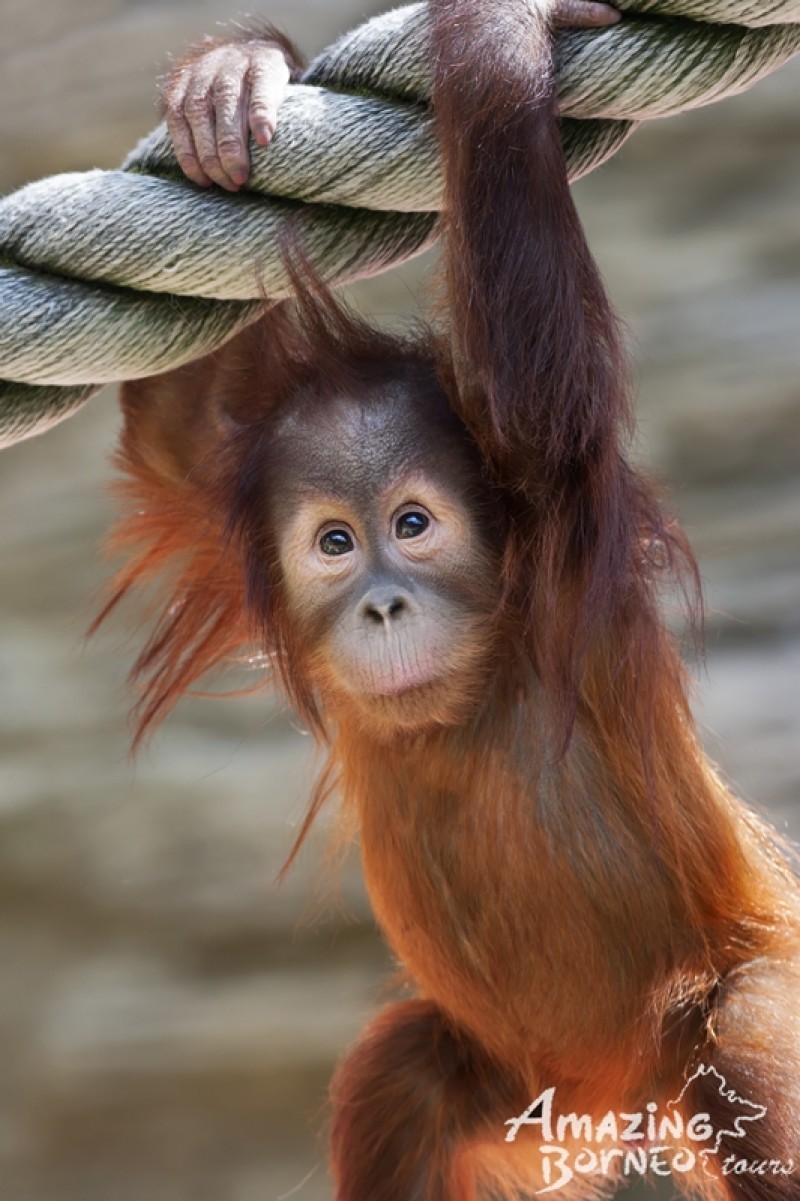 Sepilok Orangutan Rehabilitation Centre Completion -- All remaining orangutans at Rasa Ria’s Nature Reserve to be relocated to Sepilok by April 2016