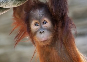 Sepilok Orangutan Rehabilitation Centre Completion -- All remaining orangutans at Rasa Ria’s Nature Reserve to be relocated to Sepilok by April 2016