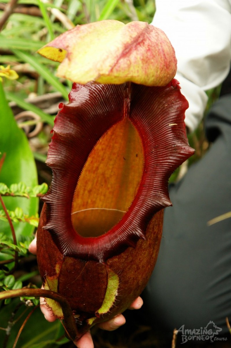 Nepenthes Pitcher Plant