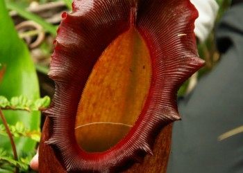 Nepenthes Pitcher Plant