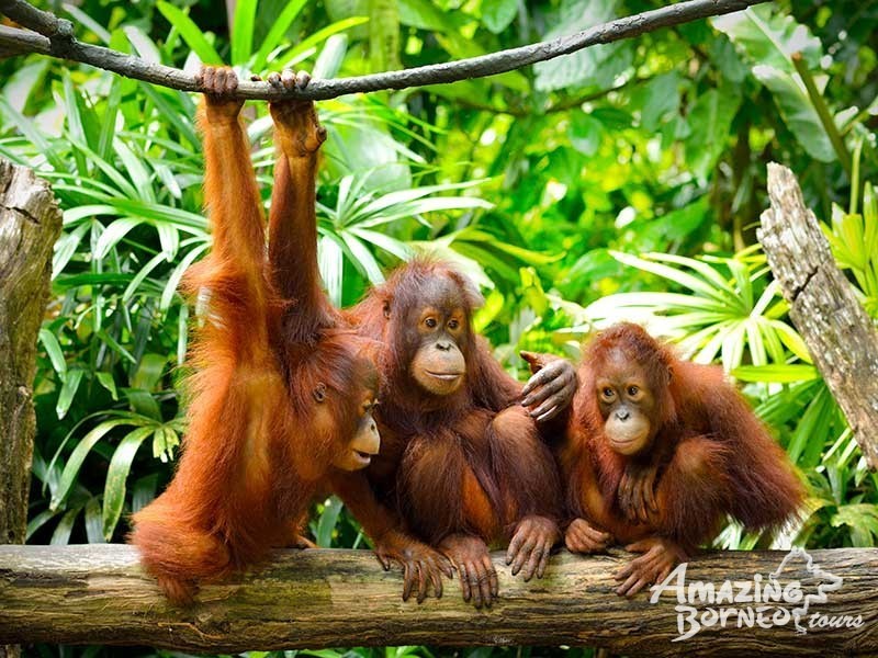 Wildlife Spotting in Borneo – How to See More!