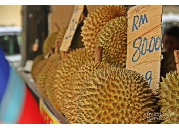 Myths And Facts About The Durian