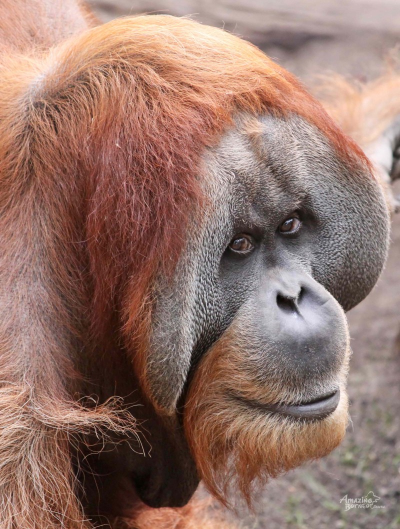 Orangutans May Be Extinct in Only 10 Years