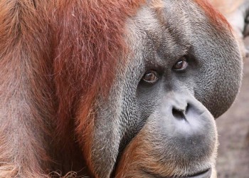Orangutans May Be Extinct in Only 10 Years