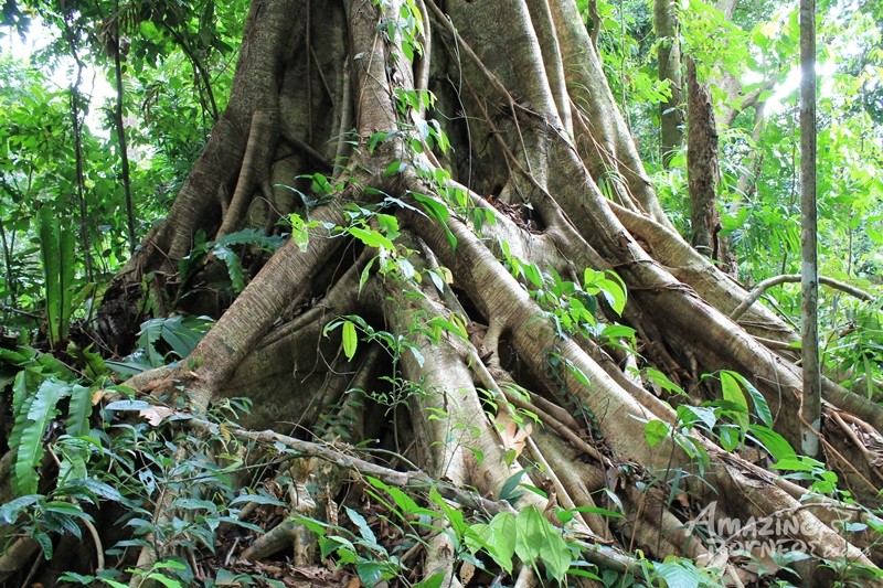 Top 10 Jungle Adventures In Borneo