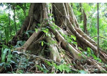 Top 10 Jungle Adventures In Borneo