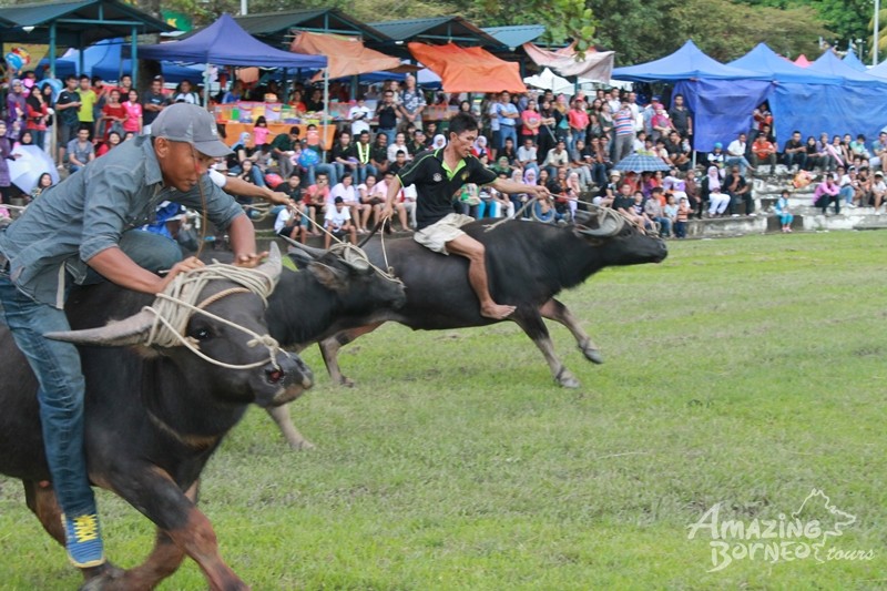 Kota Belud “Tamu Besar” 