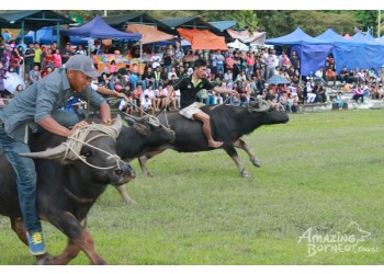 Kota Belud “Tamu Besar” 